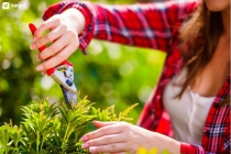 Ծառերի ու թփերի էտ և սրսկում